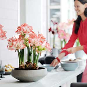 Floramagica-inspiratie